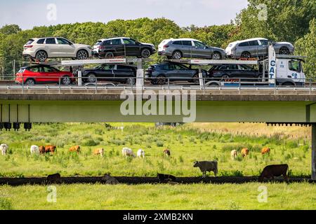 Lorry on the A40 motorway, bridge over the Ruhr and Styrumer Ruhrauen, herd of cattle, dairy cows grazing, Muelheim an der Ruhr, North Stock Photo