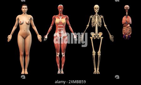 Female body with skeletal muscle and organs Stock Photo