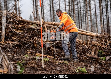 Reforestation in the Arnsberg Forest near Warstein-Sichtigvor, Soest district, forestry workers drill holes in the forest floor to plant young Stock Photo