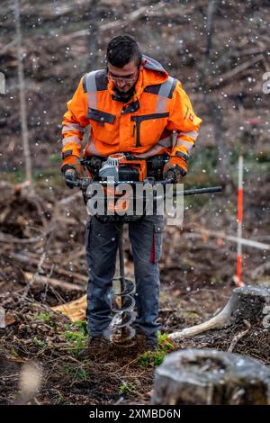 Reforestation in the Arnsberg Forest near Warstein-Sichtigvor, Soest district, forestry workers drill holes in the forest floor to plant young Stock Photo