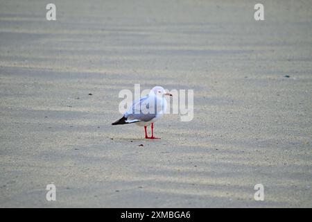 Lonely seagull on beach Stock Photo