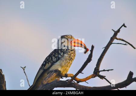 Southern Red-Billed Hornbill with caterpillar in beak Stock Photo