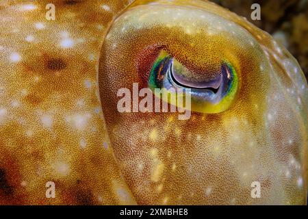 A close look at the eye of a broadclub cuttlefish, Sepia latimanus, at night on a reef off the island of Guam, Micronesia, Mariana Islands, Pacific Oc Stock Photo