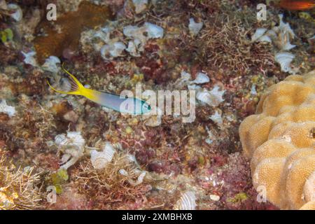 The yellowtail fangblenny, Meiacanthus atrodorsalis, is also known as the eye-lash harptail blenny, Guam, Micronesia, Mariana Islands, Philippines Sea Stock Photo