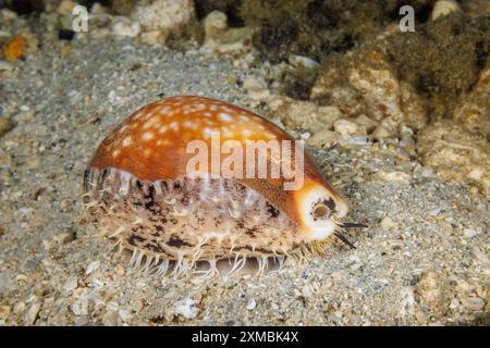 The calf cowry, Lyncina vitellus, is also known as Pacific deer cowry or milk spot cowrie. This individual was photographed at night, Guam, Micronesia Stock Photo