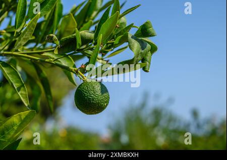 Ripening grapefruits and flowers growing on tree in garden Stock Photo