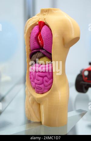 Model of human body with internal organs printed on 3D printer. Object ...