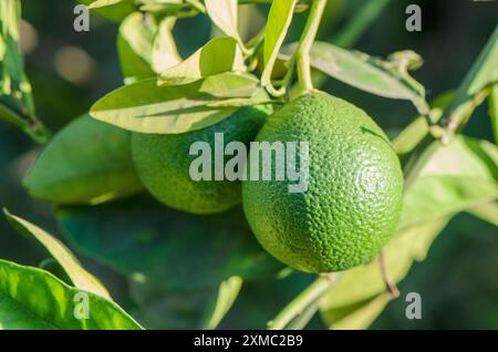 Two unripe green oranges on a tree next to a wood fence Stock Photo