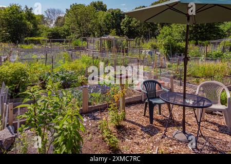 Urban community vegetable garden in raised planter beds. Stock Photo