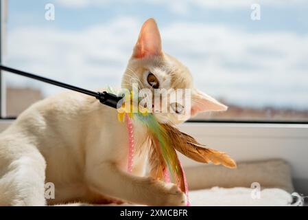 Kitten playing with feather stick - small red burmese kitten chewing cat toy looking at camera close up Stock Photo