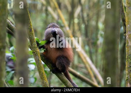 Rwanda, Volcanoes National Park. Golden Monkey (Cercopithecus kandti) in typical bamboo forest habitat. Stock Photo