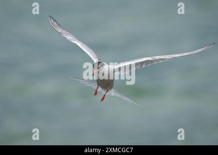 Common tern (Sterna hirundo), Southend-on-Sea, Essex, UK. Stock Photo