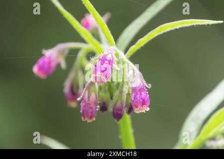 Beautiful pink flowers of Symphytum officinale, close-up. common comfrey, true comfrey, boneset, knitbone, consound, slippery-root. Stock Photo