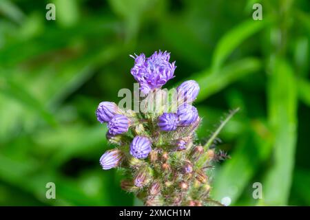 Buds of purple Cicerbita alpina flowers, close-up. alpine sow-thistle, alpine blue-sow-thistle. Mountain wild flowers. Stock Photo