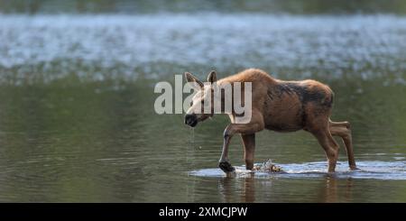 Moose calf wading through the shallow waters of Sprague Lake in Rocky Mountain National Park Stock Photo