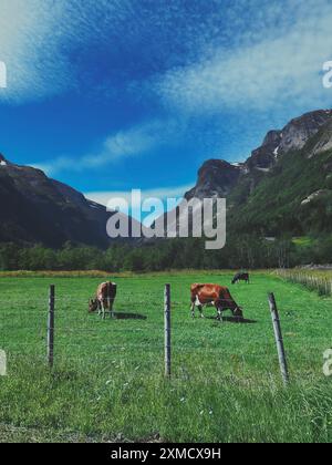two cows on a lush green meadow in the alps Stock Photo - Alamy