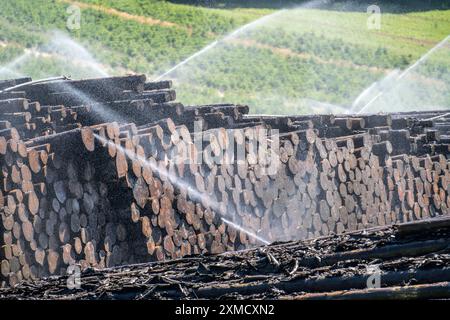 Wet wood storage of a sawmill, timber that is stored longer is sprinkled with water so that the logs soak up water and thus keep pests away and the Stock Photo