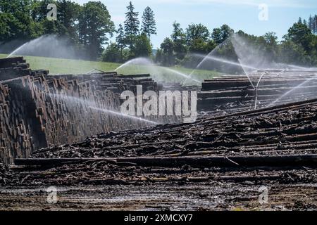 Wet wood storage of a sawmill, timber that is stored longer is sprinkled with water so that the logs soak up water and thus keep pests away and the Stock Photo