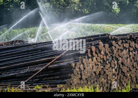 Wet wood storage of a sawmill, timber that is stored longer is sprinkled with water so that the logs soak up water and thus keep pests away and the Stock Photo