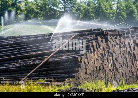 Wet wood storage of a sawmill, timber that is stored longer is sprinkled with water so that the logs soak up water and thus keep pests away and the Stock Photo