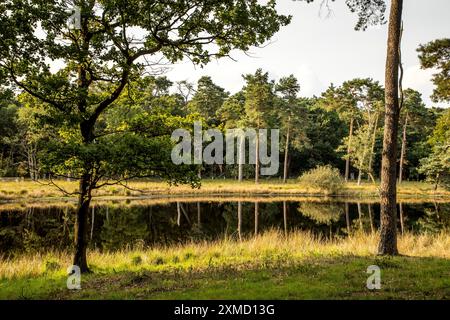 Schwarzes Wasser nature reserve in the Hohe Mark Westmuensterland nature park Park, near Wesel, North Rhine-Westphalia, Germany Stock Photo