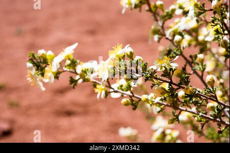 Wildflowers blooming in the red rock desert in springtime - Arches National Park, Utah, USA Stock Photo