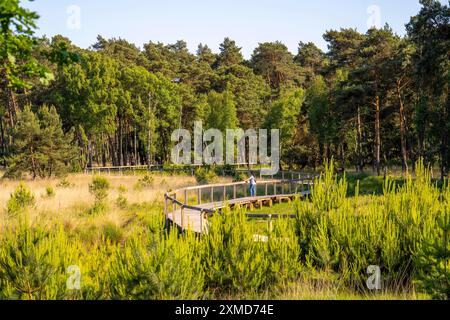 Diersfordter Wald, north of Wesel, nature park with oak and beech forests, glacial sand dunes, heathland, wooden boardwalk across the moorland Stock Photo