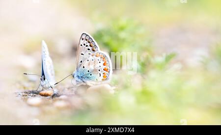 Macro-photography of two common blue butterflies (Polyommatus Icarus) on a path with little pebbles, low angle, soft colours, copy space Stock Photo