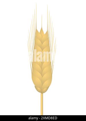 Spikelet of rye plant isolated on white background. Stock Vector