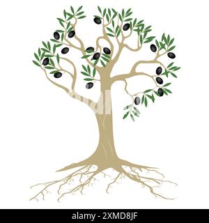 Olive tree with roots and fruits on a white background. Stock Vector