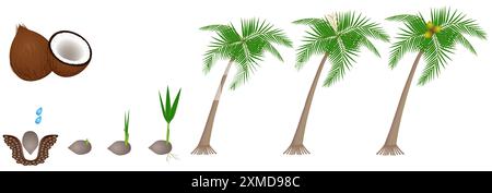Cycle of growth of a plant of a coconut isolated on a white background. Stock Vector