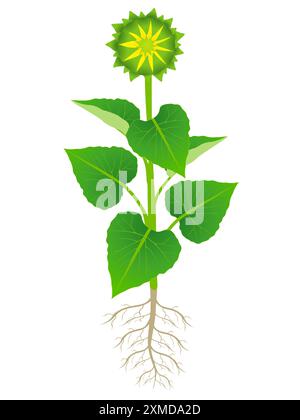 Sunflower plant with roots isolated on white background Stock Vector ...