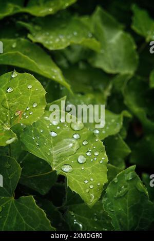 A close-up image of shiny new raindrops gracing lush green nasturtium leaves. Stock Photo