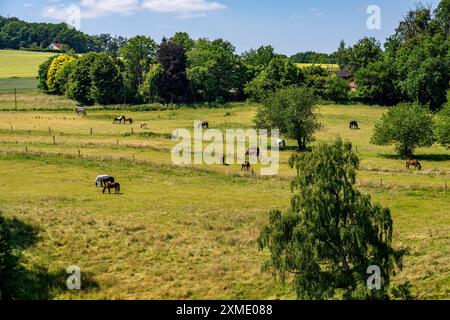 Pasture with horses, above the Ruhr near Wengern, district of Wetter an der Ruhr, in the Ennepe-Ruhr district, North Rhine-Westphalia, Germany Stock Photo