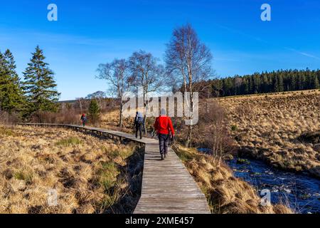 Hiking trail on wooden boardwalks through the High Fens, raised bog, in the Eifel and Ardennes region, High Fens-Eifel nature park Park, north-east of Stock Photo