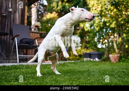 Bavaria, Germany - July 26, 2024: A bull terrier jumps around playing in the garden *** Ein Bullterrier springt spielend im Garten herum Stock Photo