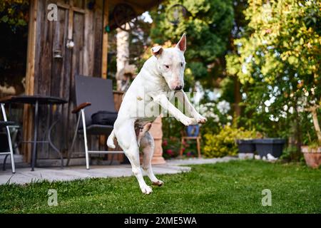 Bavaria, Germany - July 26, 2024: A bull terrier jumps around playing in the garden *** Ein Bullterrier springt spielend im Garten herum Stock Photo