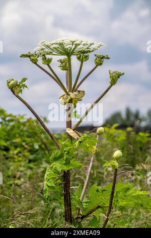 Giant hogweed plant, the plant parts, especially the sap, are poisonous, the sap triggers a phototoxic reaction when exposed to sunlight, Muelheim an Stock Photo