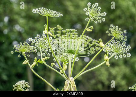 Giant hogweed plant, the plant parts, especially the sap, are poisonous, the sap triggers a phototoxic reaction when exposed to sunlight, Muelheim an Stock Photo