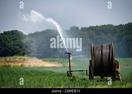 A field with onions is artificially irrigated, water is sprayed onto the field via a sprinkler system, North Rhine-Westphalia, Germany Stock Photo