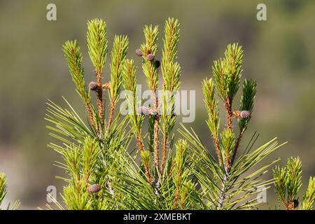 Pine tree branches with new shoots in the forest of Sierra de Mariola natural park, Spain Stock Photo