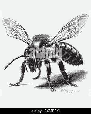 Vintage engraving style vector illustration of a honey bee, detailed woodcut style drawing on white background Stock Vector