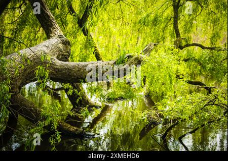 A fallen cypress tree rests in a swamp, Amsterdam. Moss and vines creep over the long, downed trunk, creating a natural bridge or perhaps an obstacle Stock Photo