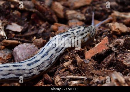 Tigerschnegel im heimischen Garten Der Tigerschnegel ist eine Nacktschnecke, welche durch ihre besondere Färbung und einer Länge von bis zu 20 cm auffällt. Das nachtaktive Tier ist selten anzutreffen. Es ernährt sich von abgestorbenen Planzen, Pilzen und toten Tieren. Der Tigerschnegel frisst auch andere Schnecken. Osnabrück Niedersachsen Deutschland *** Tiger snail in the home garden The tiger snail is a slug that stands out due to its special coloring and a length of up to 20 cm The nocturnal animal is rarely found It feeds on dead plants, fungi and dead animals The tiger snail also eats oth Stock Photo