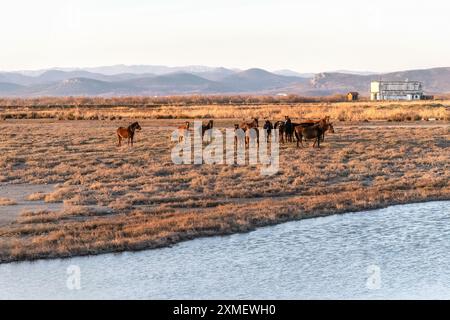 A herd of wild horses at the Evros Delta National Park in Greece ...