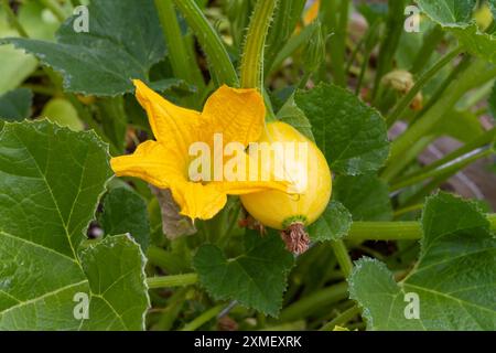 Bright yellow squash blossom flower and teardrop-shaped fruit of the Lemon yellow summer squash vine (Cucurbita pepo), an heirloom cultivar. Stock Photo