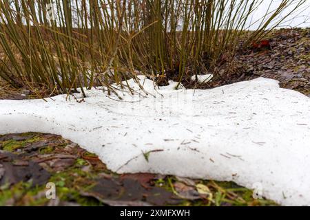 snow and moss on a tree Stock Photo