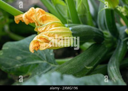Zucchini plant with yellow blossoms. Stock Photo