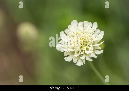 Cream pincushions flower (Scabiosa ochroleuca). Stock Photo