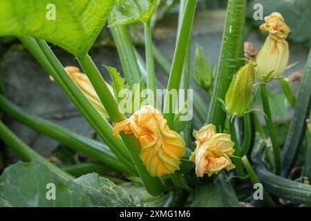 Zucchini plant with yellow blossoms. Stock Photo